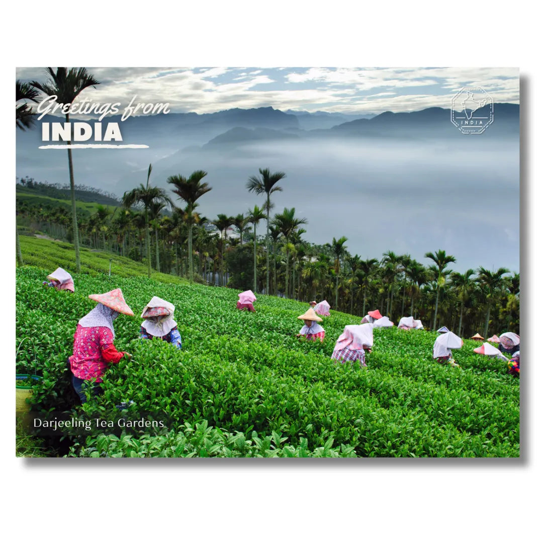 Darjeeling Tea Gardens India Postcards (Free Envelopes)