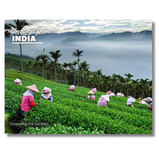 Darjeeling Tea Gardens India Postcards (Free Envelopes)