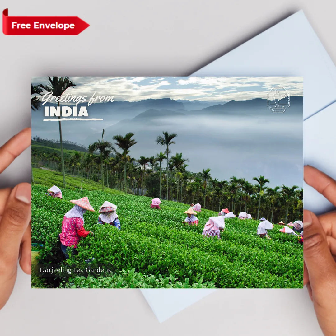 Darjeeling Tea Gardens India Postcards (Free Envelopes)