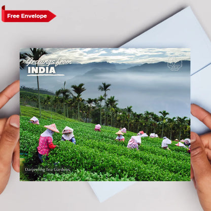 Darjeeling Tea Gardens India Postcards (Free Envelopes)