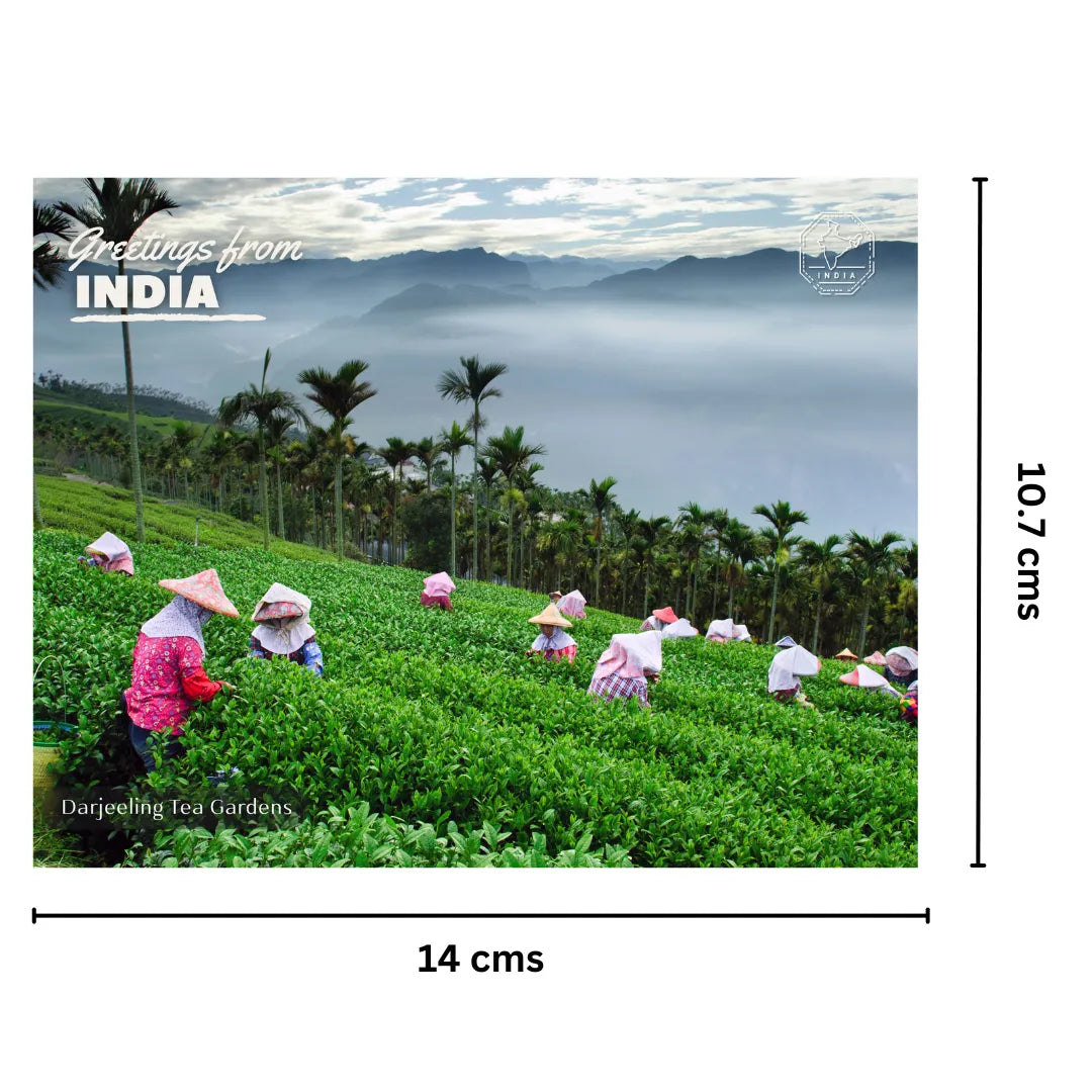 Darjeeling Tea Gardens India Postcards (Free Envelopes)