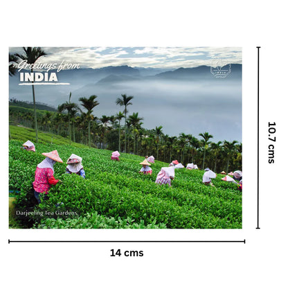 Darjeeling Tea Gardens India Postcards (Free Envelopes)